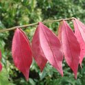 Euonymus alatus feuille automne P2C